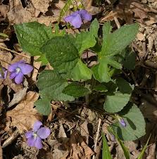Attēlu rezultāti vaicājumam “Viola hirta leaf”