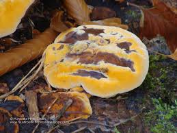 Attēlu rezultāti vaicājumam “Gloeophyllum odoratum”