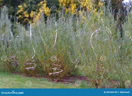 Attēlu rezultāti vaicājumam “Salix repens subsp. rosmarinifolia flower”