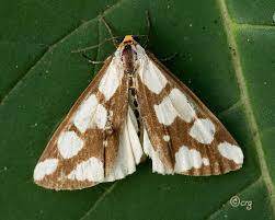 Attēlu rezultāti vaicājumam “Aphis confusa”