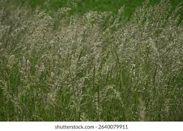 Attēlu rezultāti vaicājumam “Trisetum flavescens”