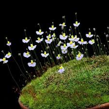 Image result for Utricularia