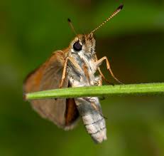 Attēlu rezultāti vaicājumam “Thymelicus lineola underside”