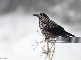 Attēlu rezultāti vaicājumam “Nucifraga caryocatactes”