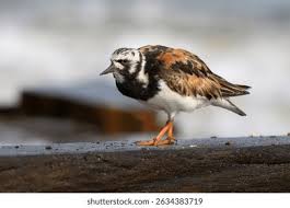 Attēlu rezultāti vaicājumam “Arenaria interpres adult”