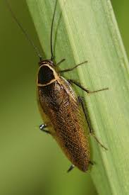 Attēlu rezultāti vaicājumam “Ectobius sylvestris”