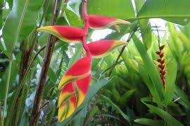 Attēlu rezultāti vaicājumam “Hypnum cupressiforme var. subjulacum”