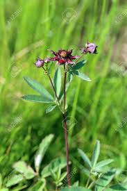 Attēlu rezultāti vaicājumam “Comarum palustre”