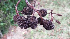 Attēlu rezultāti vaicājumam “Alnus glutinosa fruit”