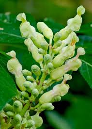 Attēlu rezultāti vaicājumam “Vicia sylvatica bud”