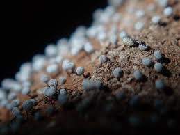 Attēlu rezultāti vaicājumam “Didymium difforme macro”