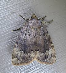 Attēlu rezultāti vaicājumam “Amphipyra”