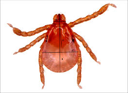 Attēlu rezultāti vaicājumam “Dermacentor reticulatus”