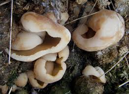 Attēlu rezultāti vaicājumam “Peziza vesiculosa”