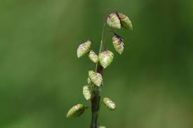 Attēlu rezultāti vaicājumam “Briza media bud”