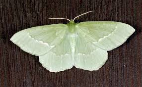 Attēlu rezultāti vaicājumam “Geometra papilionaria”