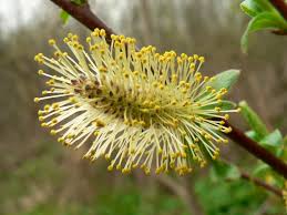 Attēlu rezultāti vaicājumam “Salix cinerea male flower”