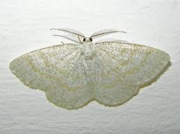 Attēlu rezultāti vaicājumam “Cabera exanthemata male”