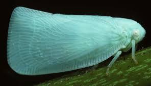 Attēlu rezultāti vaicājumam “Planaphrodes sp.”