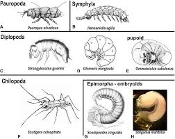 Attēlu rezultāti vaicājumam “Myriapoda”