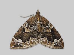 Attēlu rezultāti vaicājumam “Eulithis pyraliata”