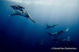 Image result for Mobula tarapacana