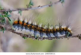 Attēlu rezultāti vaicājumam “Lasiocampidae”