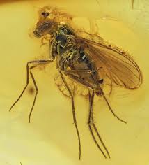 Attēlu rezultāti vaicājumam “Dolichopodidae”