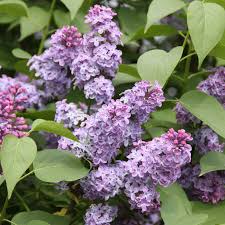 Image result for flieder