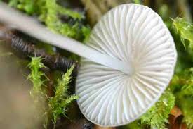 Attēlu rezultāti vaicājumam “Mycena amicta”