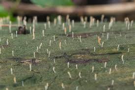 Attēlu rezultāti vaicājumam “Multiclavula mucida”