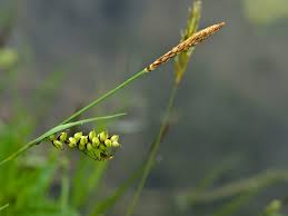 Attēlu rezultāti vaicājumam “Carex panicea”
