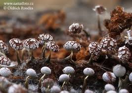 Attēlu rezultāti vaicājumam “Physarum globuliferum”