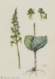 Attēlu rezultāti vaicājumam “Listera ovata leaf”