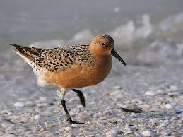 Attēlu rezultāti vaicājumam “Calidris canutus adult”
