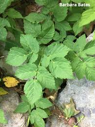 Attēlu rezultāti vaicājumam “Aegopodium podagraria leaf”