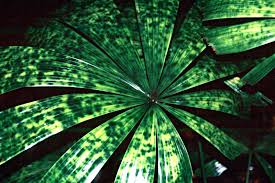 Attēlu rezultāti vaicājumam “Licea pusilla macro”