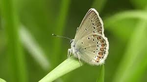 Attēlu rezultāti vaicājumam “Plebejus argus / Plebejus idas”
