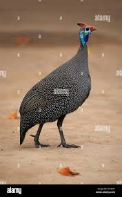 Attēlu rezultāti vaicājumam “Numida meleagris adult”