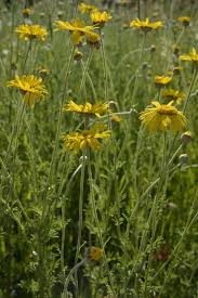 Image result for Anthemis tinctoria