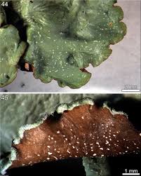 Attēlu rezultāti vaicājumam “Cetrelia sp.”