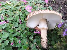 Attēlu rezultāti vaicājumam “Lepiota aspera”