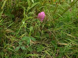 Attēlu rezultāti vaicājumam “Trifolium pratense”