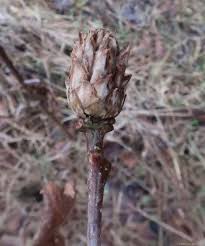 Attēlu rezultāti vaicājumam “Andricus foecundatrix”