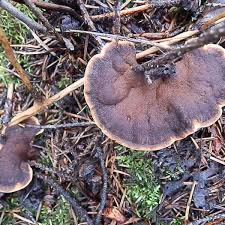 Attēlu rezultāti vaicājumam “Onnia triquetra”