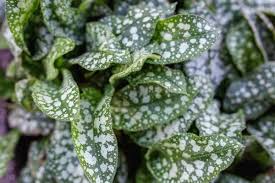 Attēlu rezultāti vaicājumam “Pulmonaria obscura leaf”