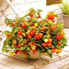 Attēlu rezultāti vaicājumam “Physalis alkekengi fruit”