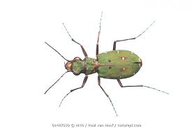 Attēlu rezultāti vaicājumam “Cicindela campestris”