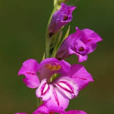Attēlu rezultāti vaicājumam “Gladiolus imbricatus flower”