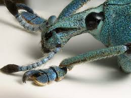 Attēlu rezultāti vaicājumam “Riccia sorocarpa macro”